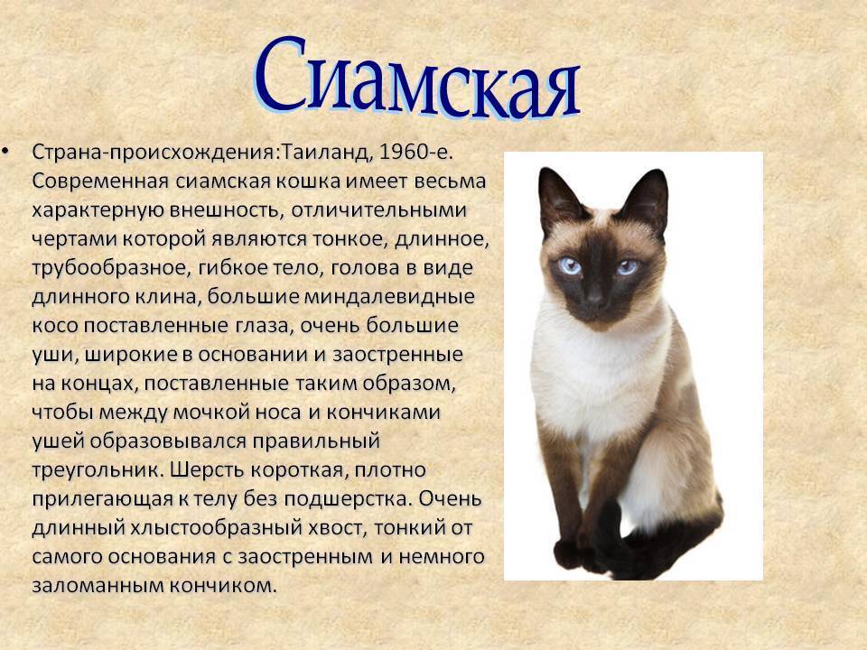 Тайская кошка - фото, описание породы и характера