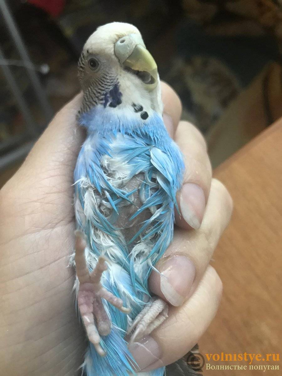 Строение попугая - анатомия попугая