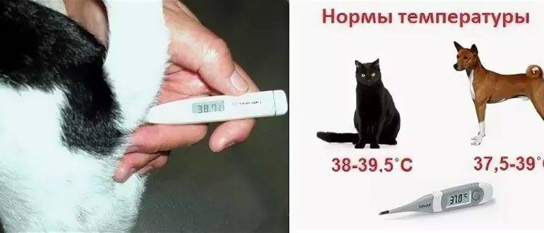 ᐉ как измерить температуру щенку? - ➡ motildazoo.ru