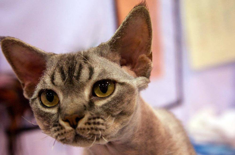 Описание породы кошек селкирк-рекс – фото, цена, уход, где купить