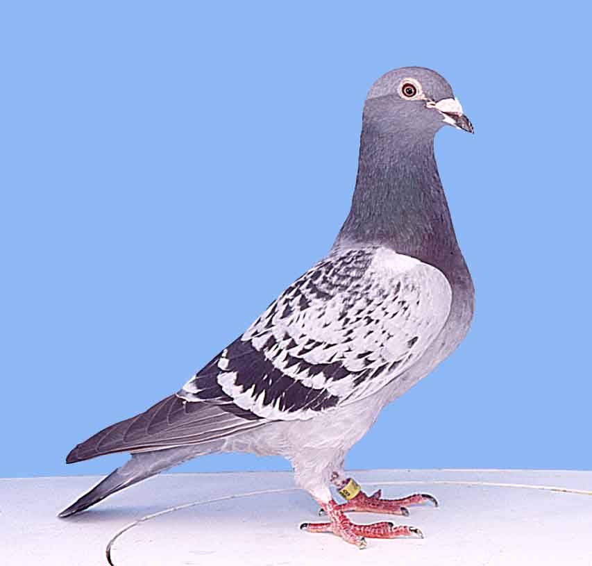 Высоколётные голуби: описание пермской, свердловской и николаевской пород