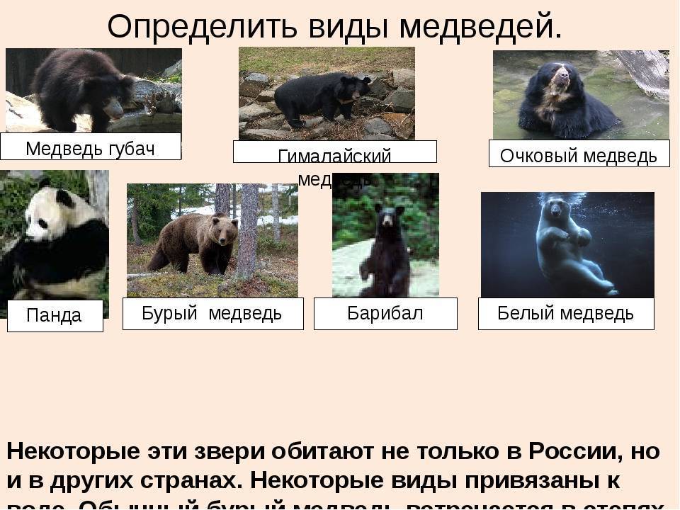 Бурые медведи: описание и среда обитания. интересные факты о бурых медведях :: syl.ru