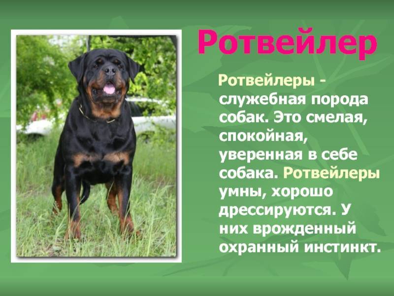 Ротвейлер: фото собаки, картинки взрослого питомца с хвостом, стандарт породы и как выглядит с купированными ушами
