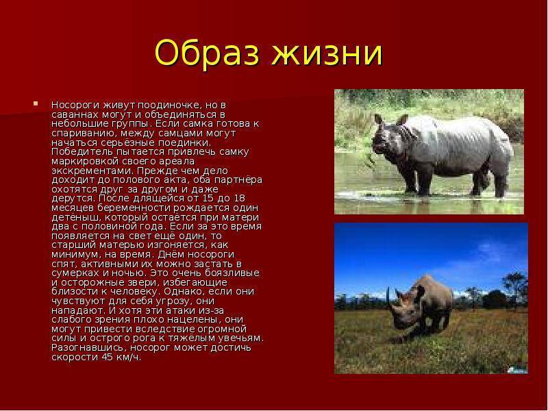 Индийский носорог, или панцирный носорог | мир животных и растений