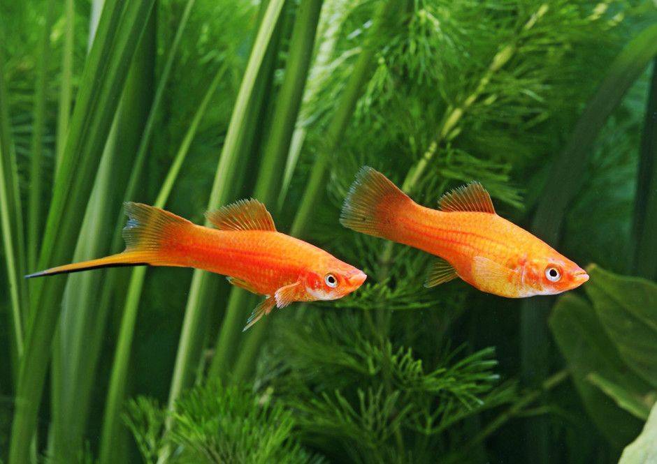 Меченосец: особенности содержания в аквариумных условиях, размер, разведение рыбок и уход за потомством