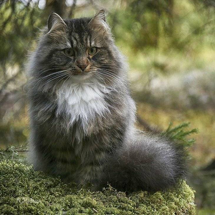 Норвежские лесные кошки: описание, здоровье, уход, характер