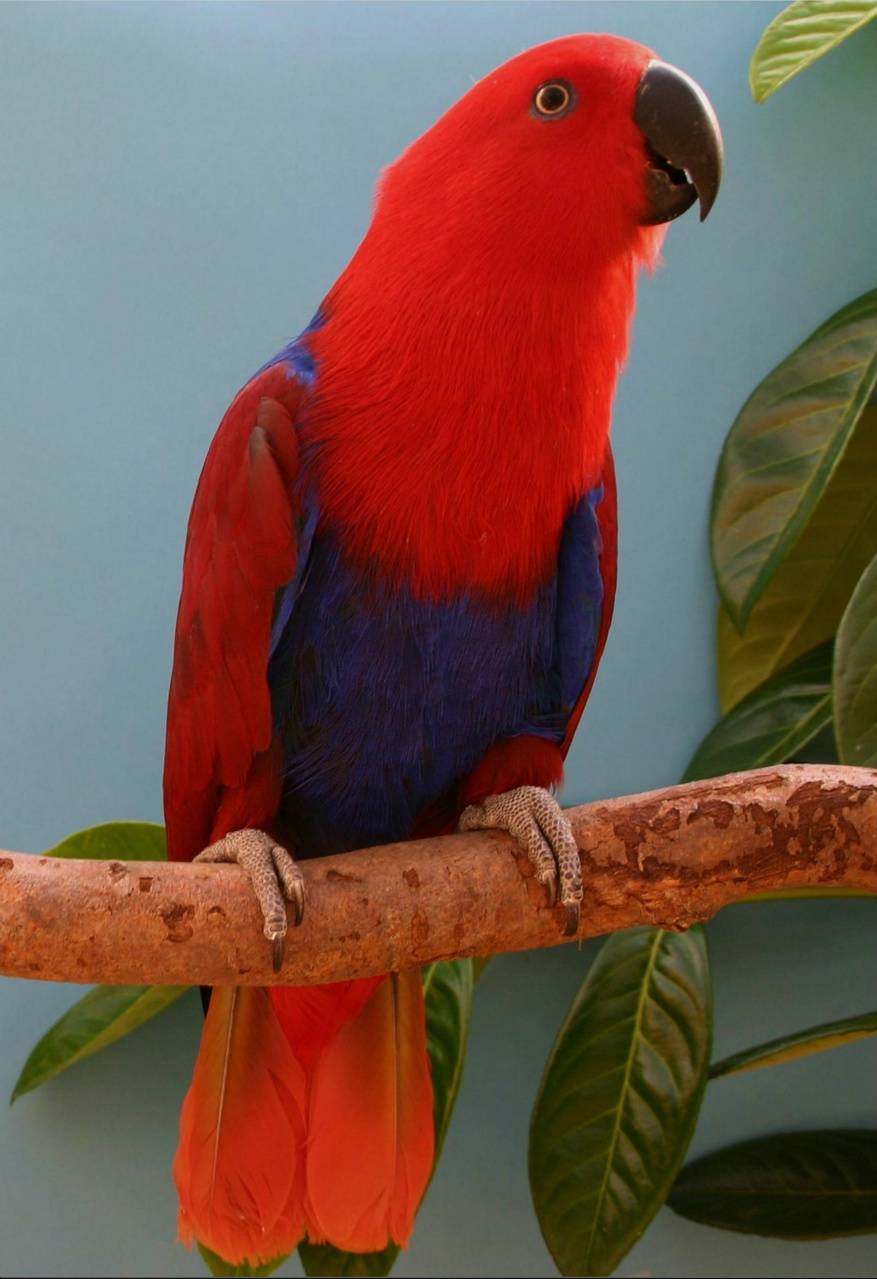 Самые красивые попугаи в мире ( много фото )