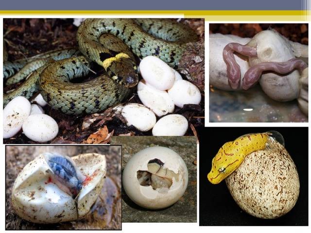 Какими способами могут размножаться змеи: фото