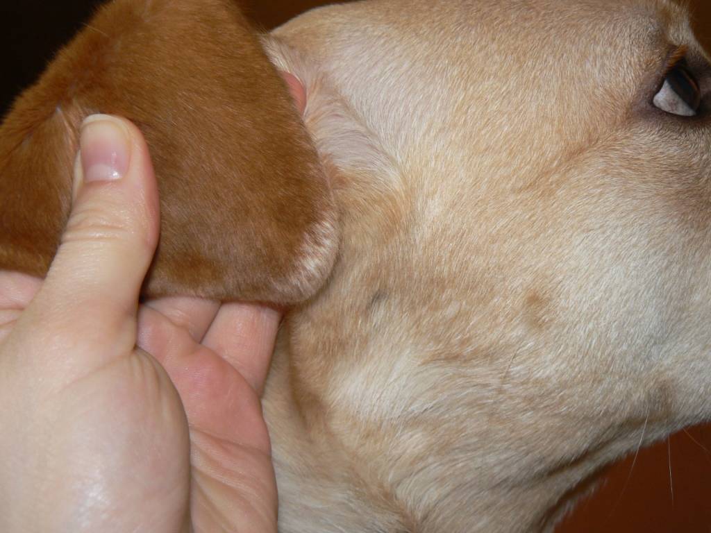 Собака чешет уши: разбираемся и лечим