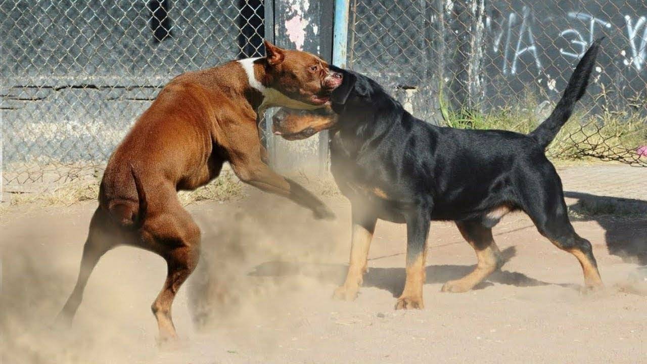 Собака против волка: кто победит между ними, селекция бойцовых пород