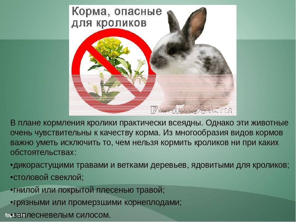Какую траву нельзя давать кроликам, трава для кроликов (фото)