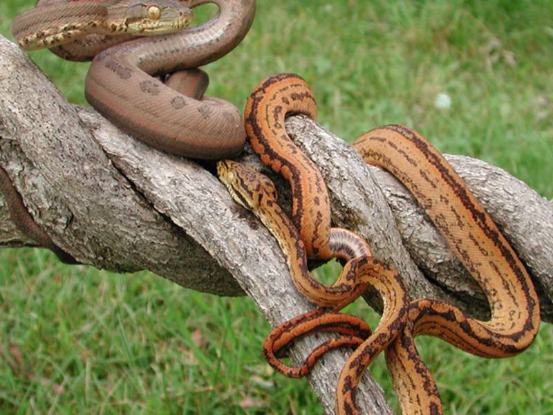 Этапы спаривания змей в домашних условиях: подготовка и содержание