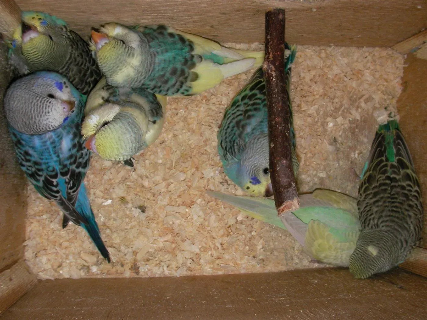 Особенности разведения попугаев в домашних условиях