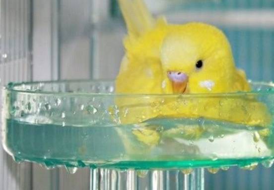 Как купать волнистого попугая в домашних условиях