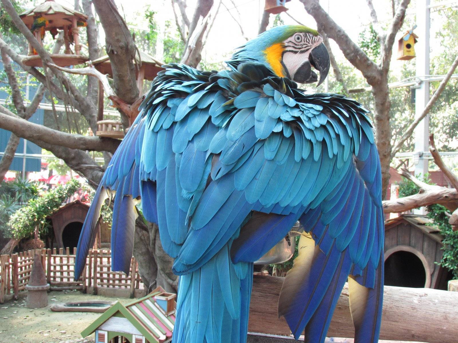 Самый большой попугай