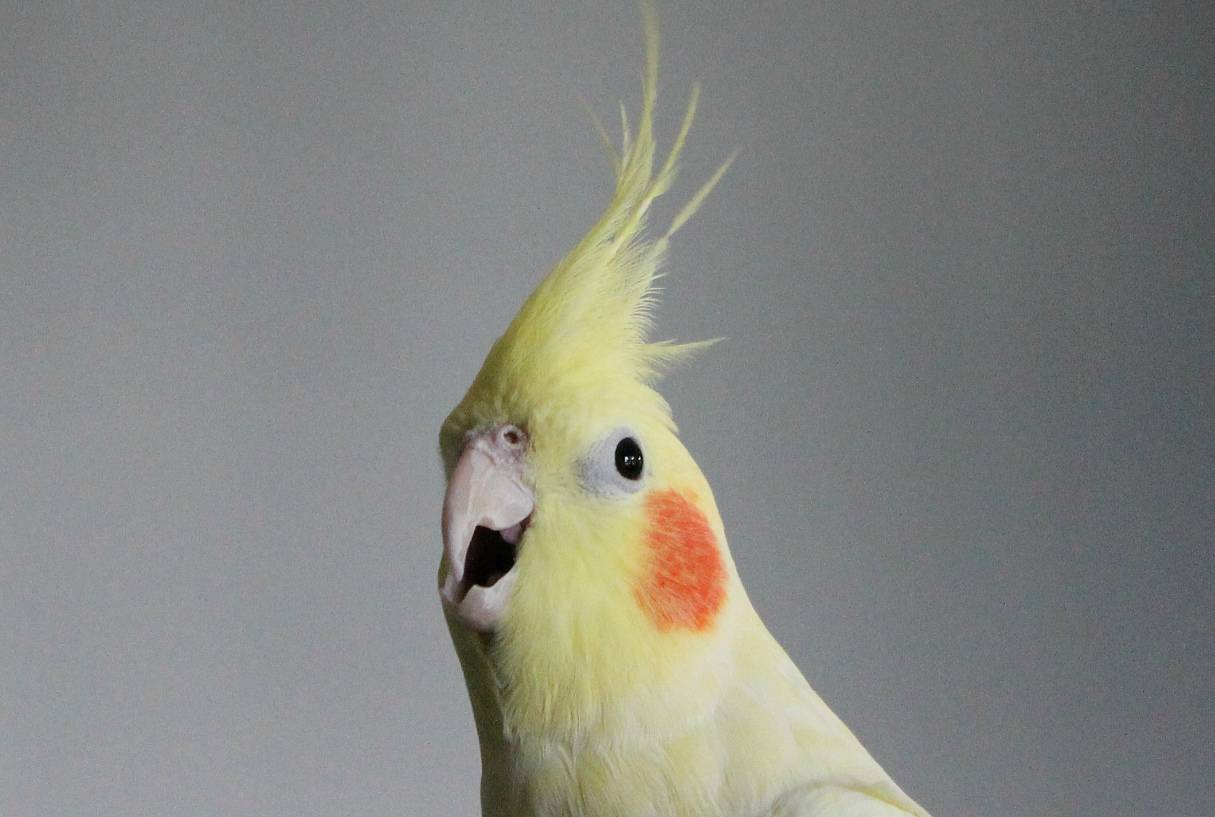 Почему попугай кричит: причины, способы борьбы с криком
