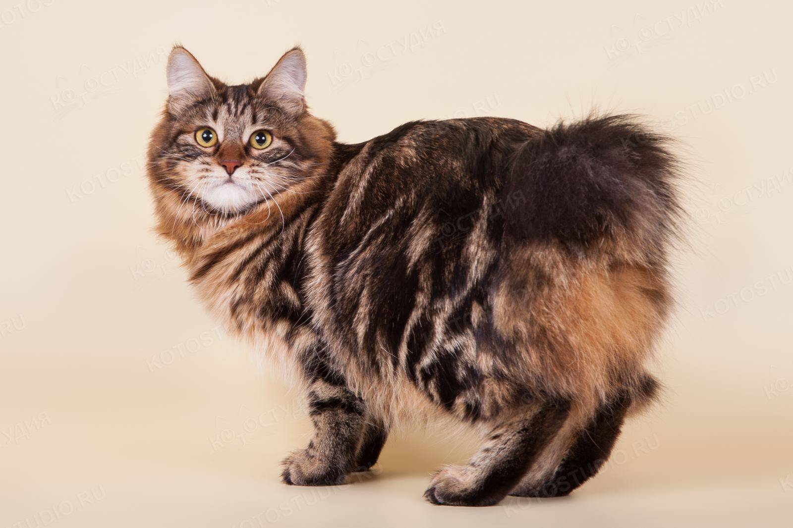 Фото и описание кимрийской кошки, история породы и особенности содержания кимрика