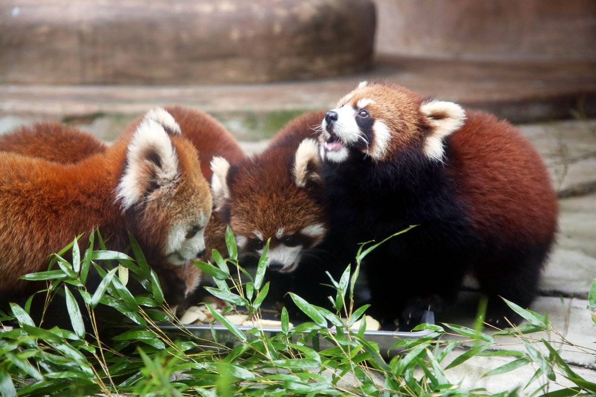 Карликовая красная огненная или китайская панда: описание, образ жизни и питание, особенности характера зверя