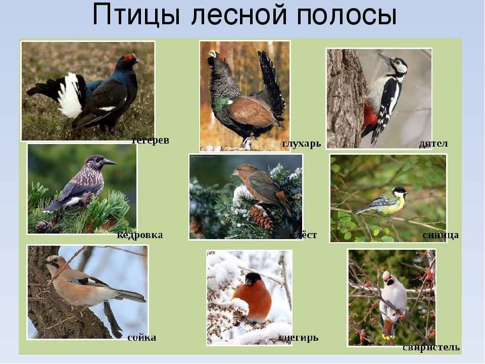 Птицы подмосковья - фото, названия и описания (каталог)
