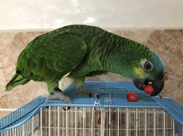 Краткое описание наиболее часто содержащихся в неволе амазонских попугаев - энциклопедия владельца птицы