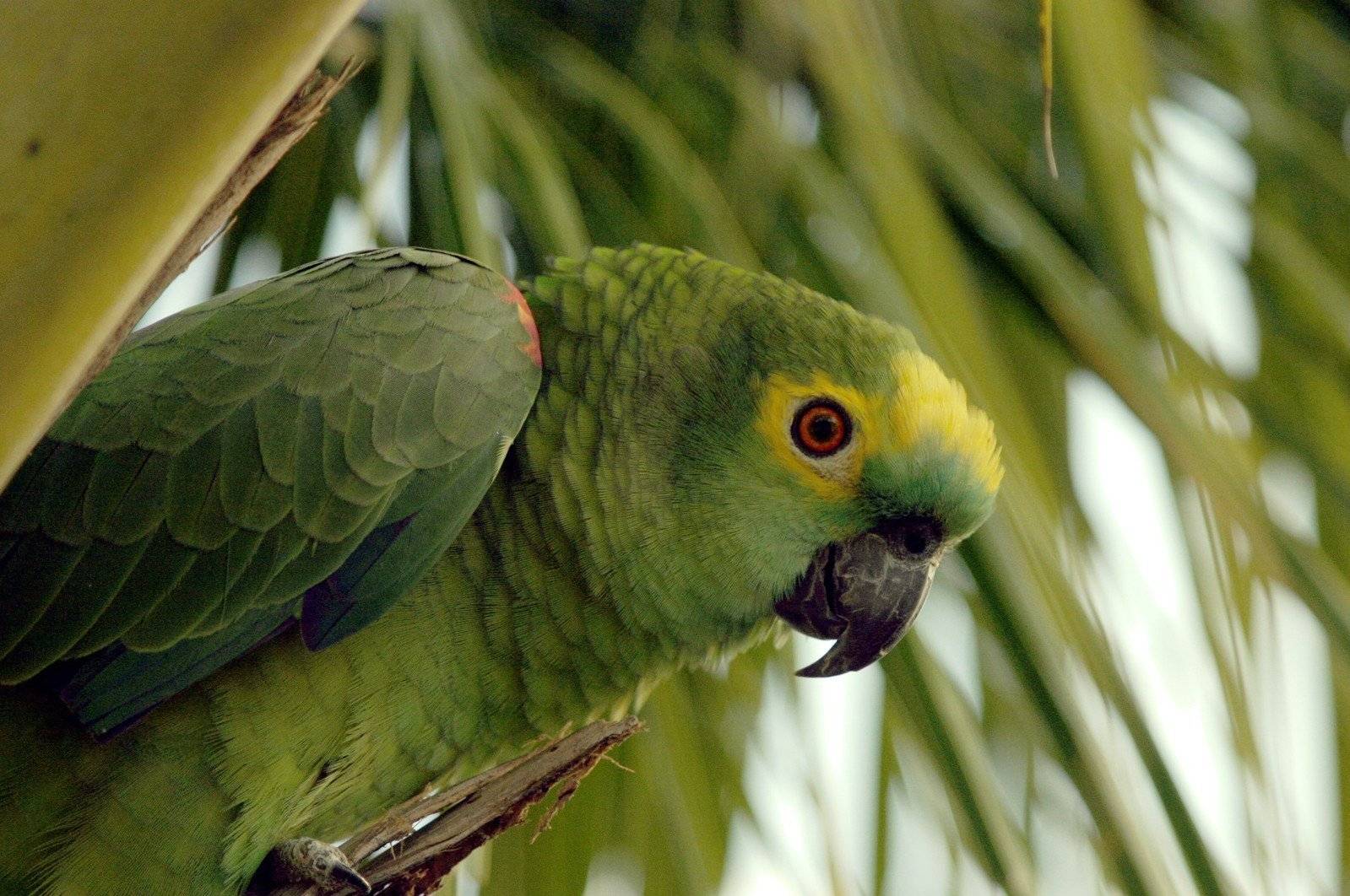 Род амазонские попугаи, амазоны amazona