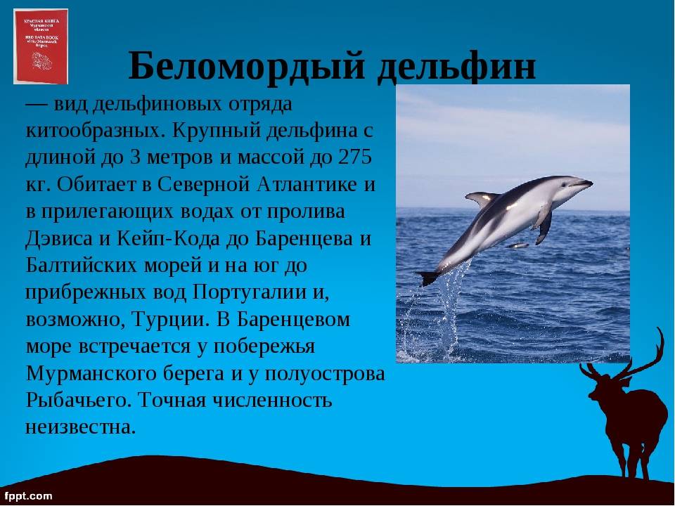 Беломордый дельфин из красной книги россии — поясняем во всех подробностях
