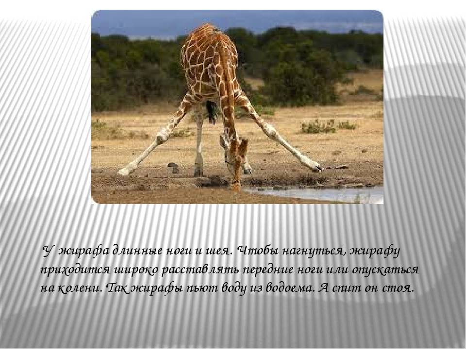 Почему у жирафа длинный синий язык