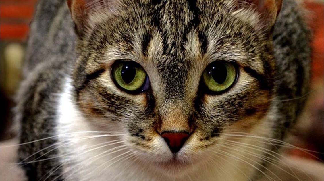 Бразильская короткошерстная кошка: описание породы, фото, уход и питание