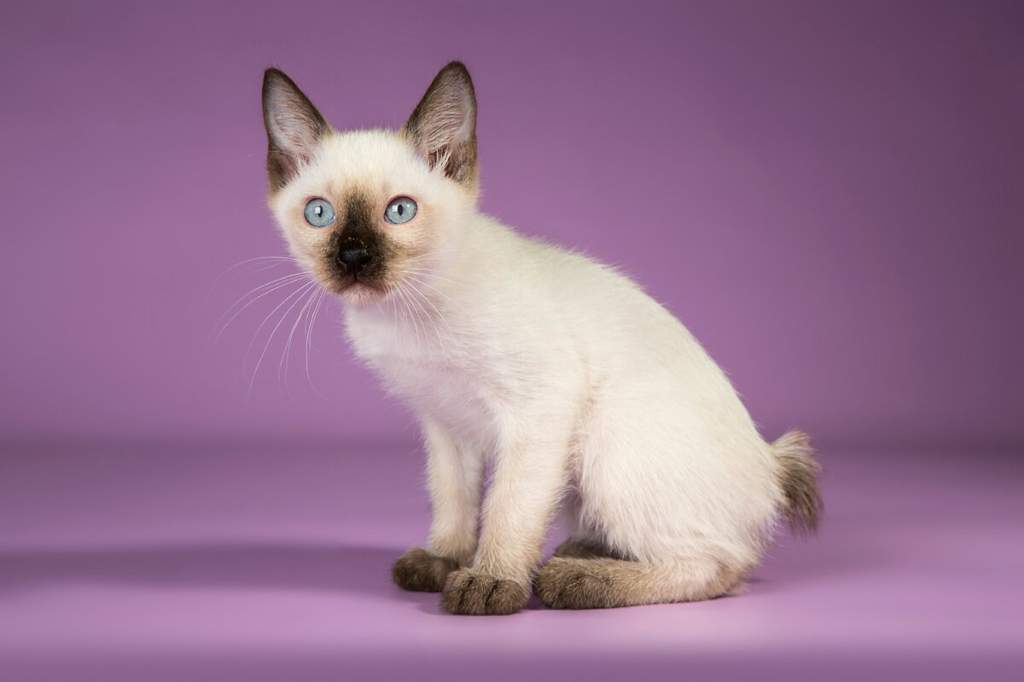 Скиф-тай-дон: миниатюрная кошка с собачьими повадками