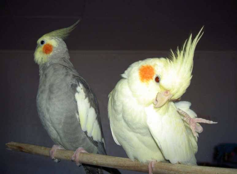 Разведение попугаев корелла в домашних условиях -