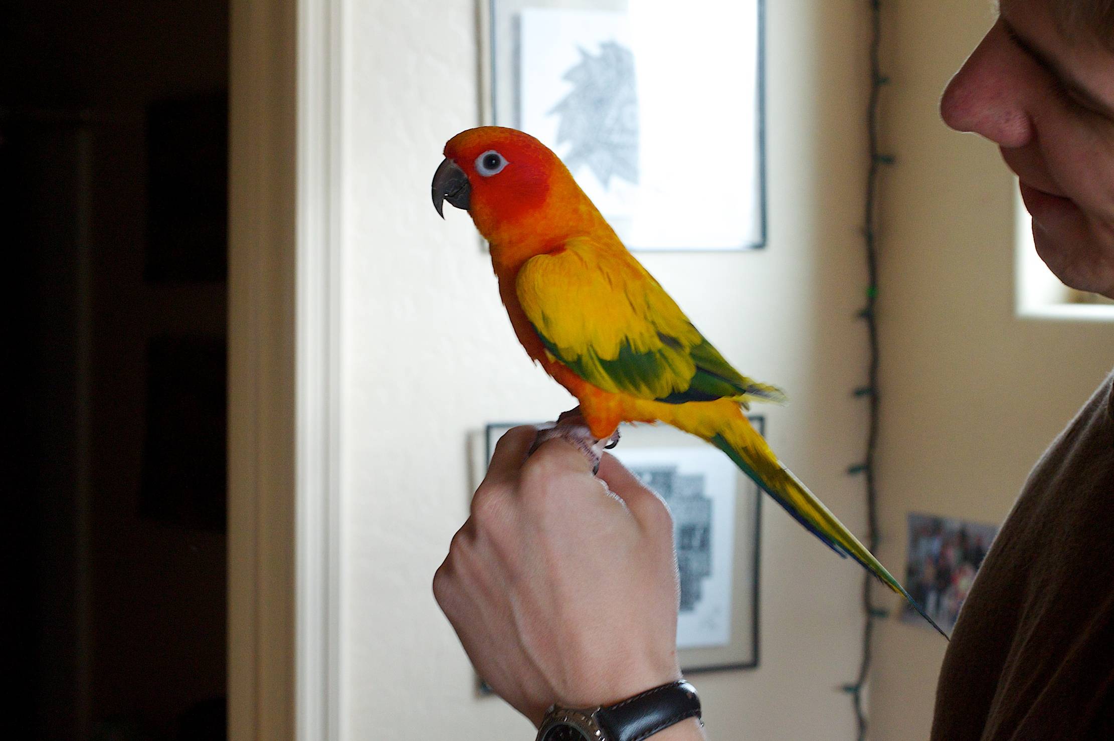 Аратинги: как выглядит попугай аратинга