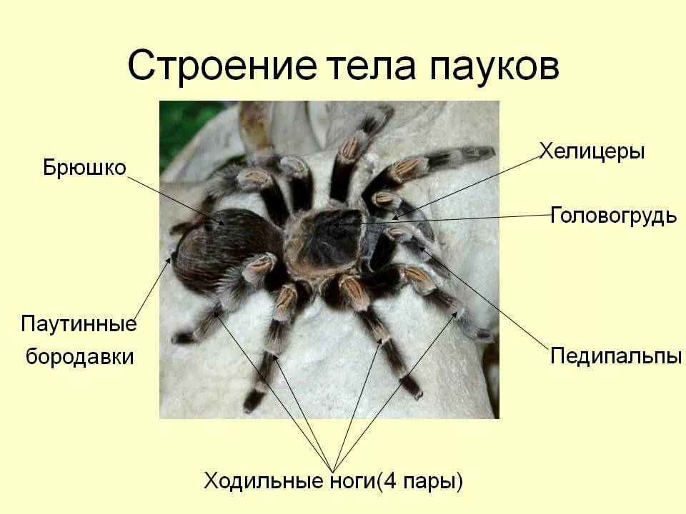 Паук крестовик – образ жизни, особенности и опасность укуса. как распознать паука-крестовика и насколько он опасен?