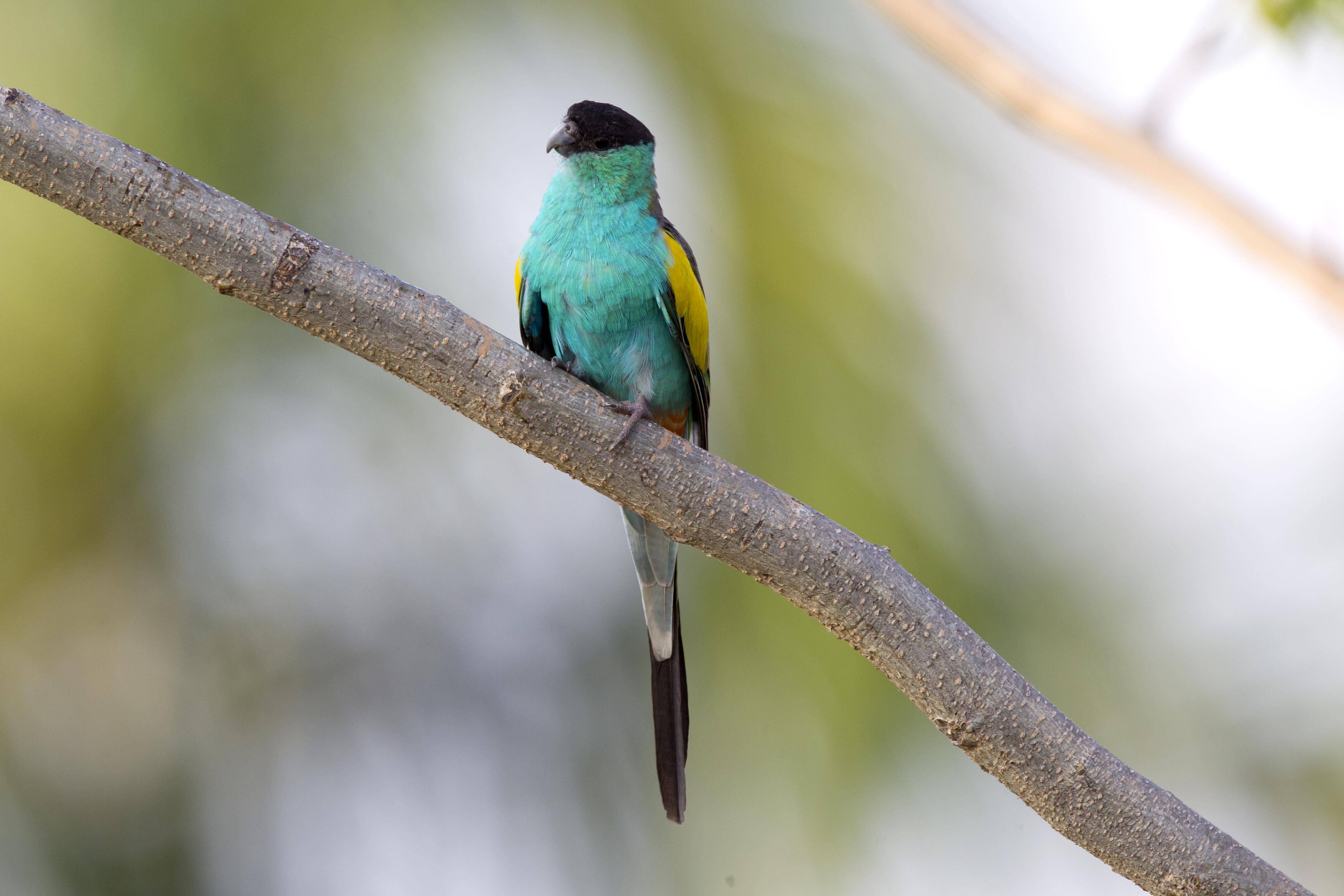 Певчий попугай : фото, видео, содержание и размножение