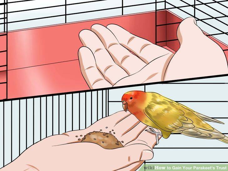 Как приручить попугая кореллу к рукам легкий способ