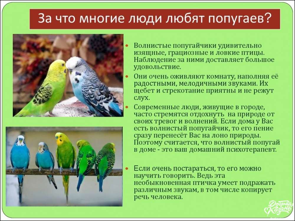 Интересные факты о попугаях для детей. интересные факты о попугаях + видео | интересные факты