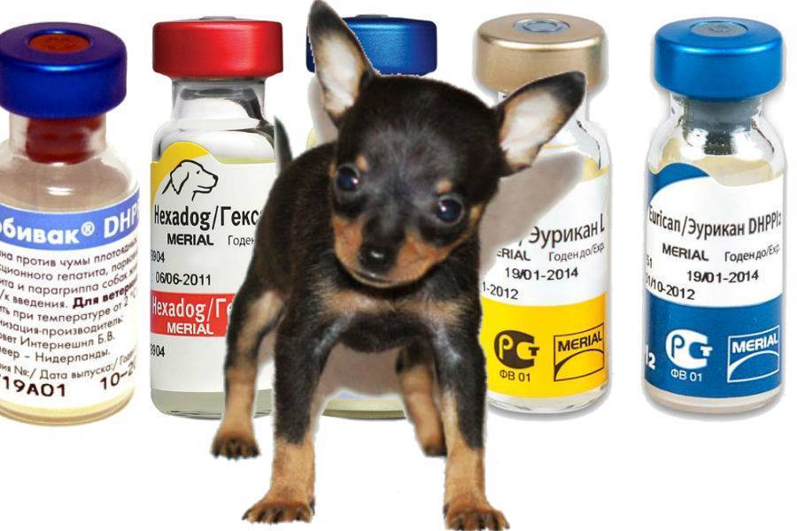 Вакцинация собак: вторая прививка щенку и основные правила вакцинации – pet-mir.ru