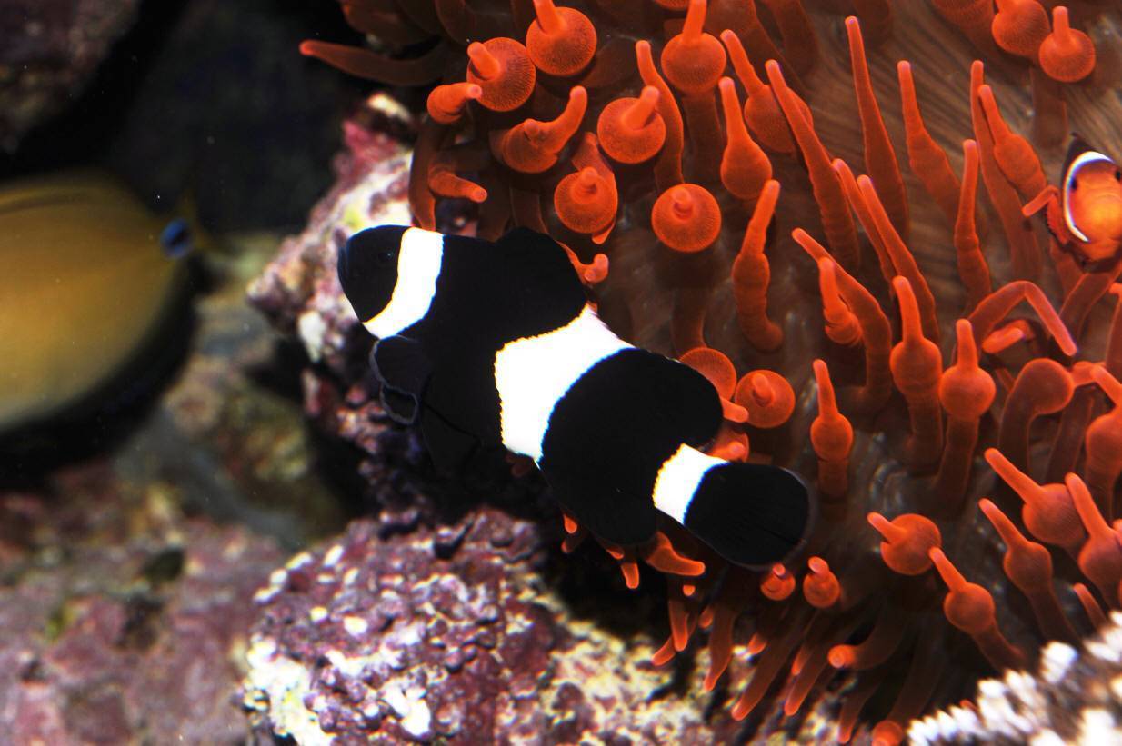 Аквариумная рыба-клоун — содержание, описание, питание и размножение