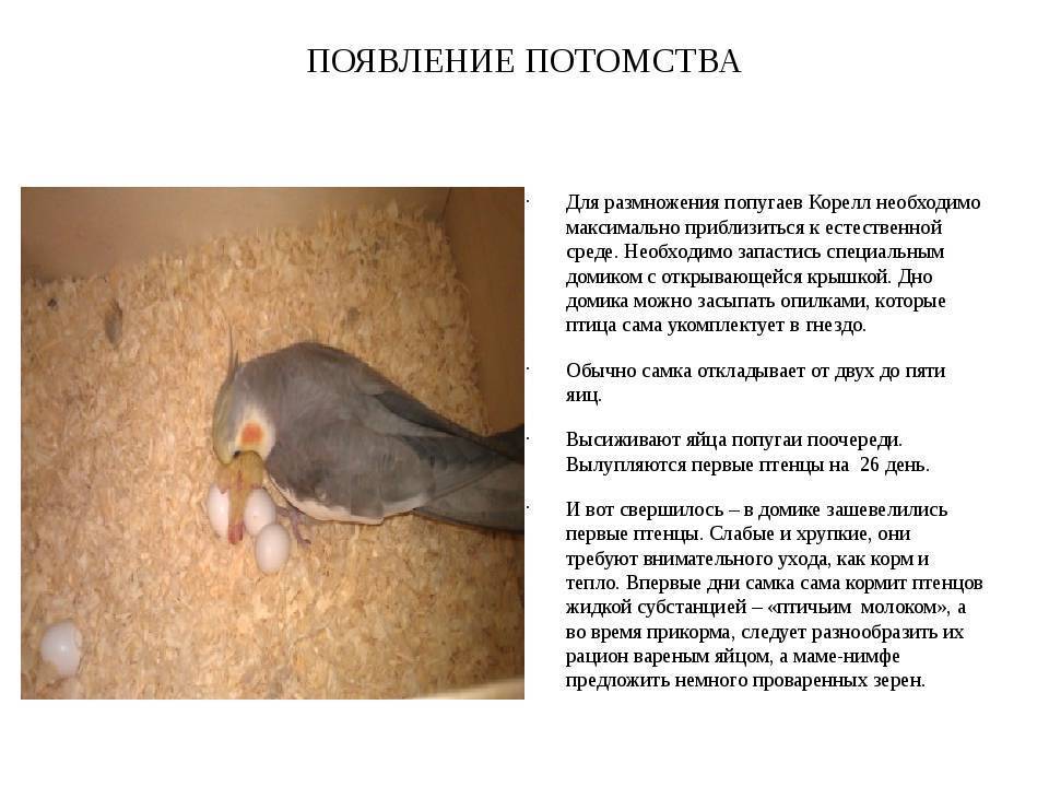 Попугай корелла уход и содержание в домашних условиях