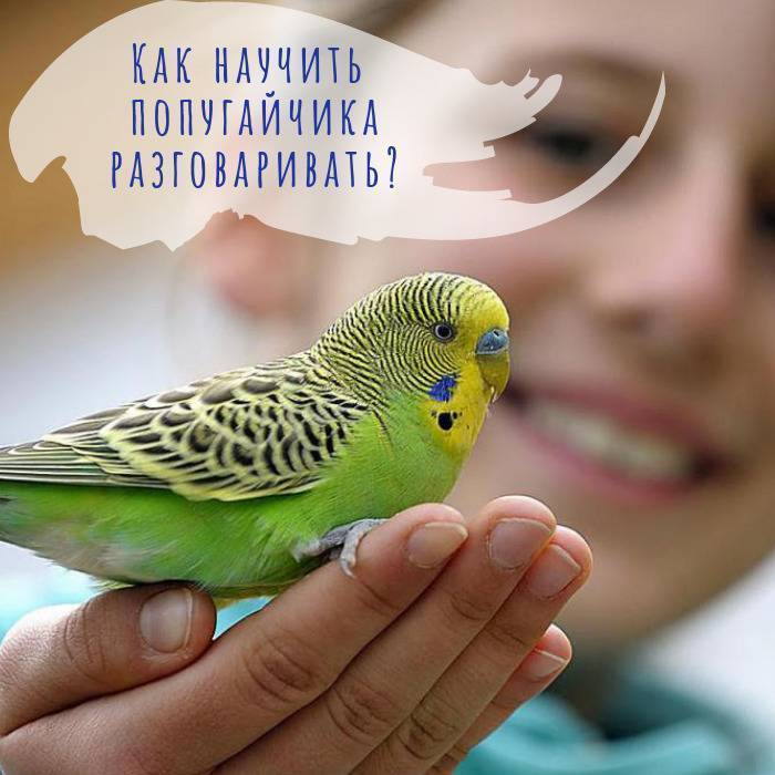 Какие попугаи разговаривают лучше всех: говорящие породы попугаев