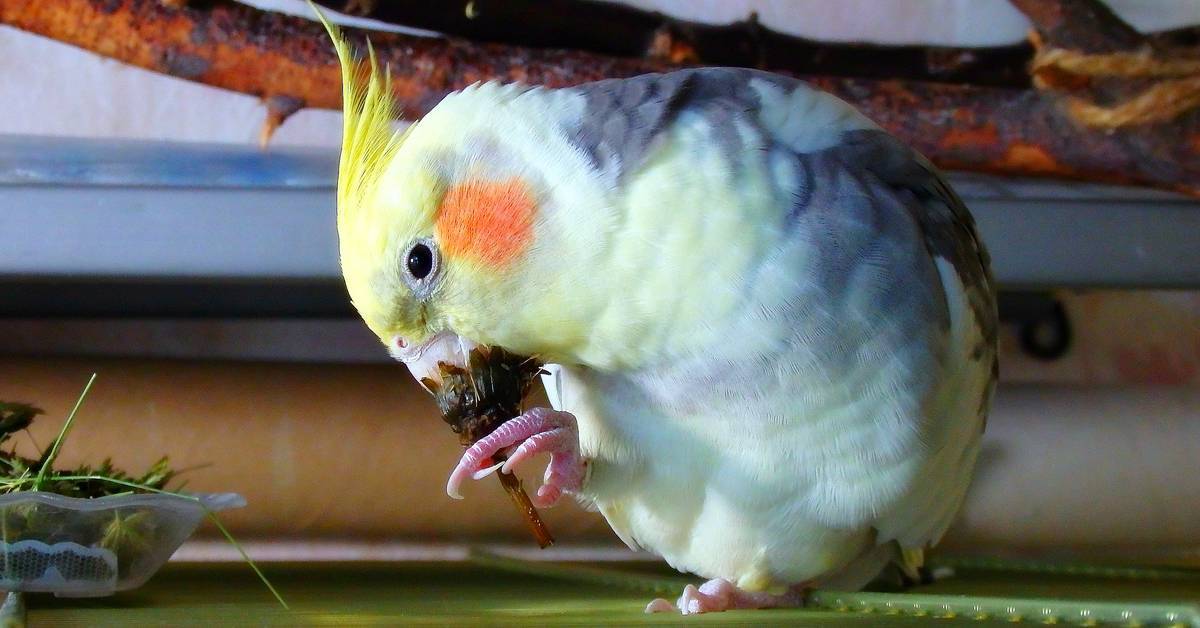 Почему кричит попугай корелла, что делать если попугай причин без остановки, попугай кричит и мечется по клетке