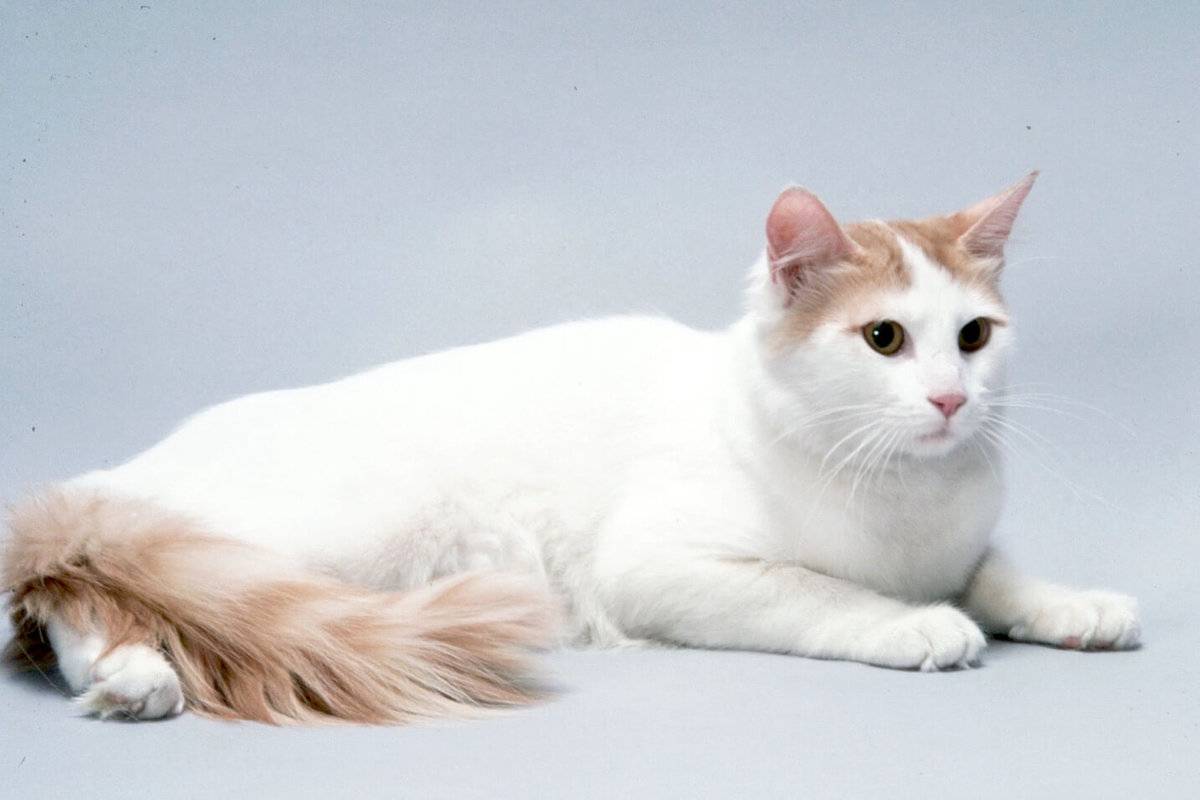 Порода кошки турецкий ван: характеристики, фото, характер, правила ухода и содержания - petstory