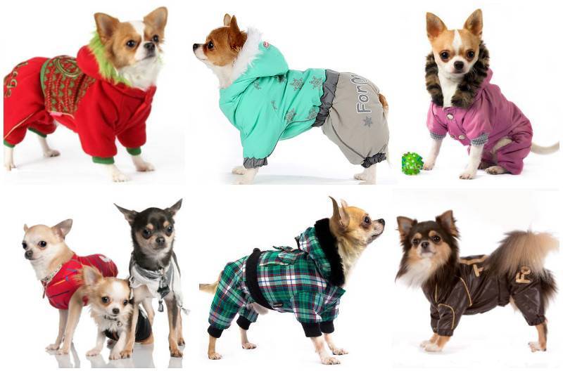 Выбор одежды для собаки