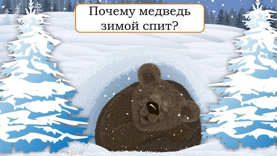 Почему медведь спит зимой? – почемуха.ру ответы на вопросы.
