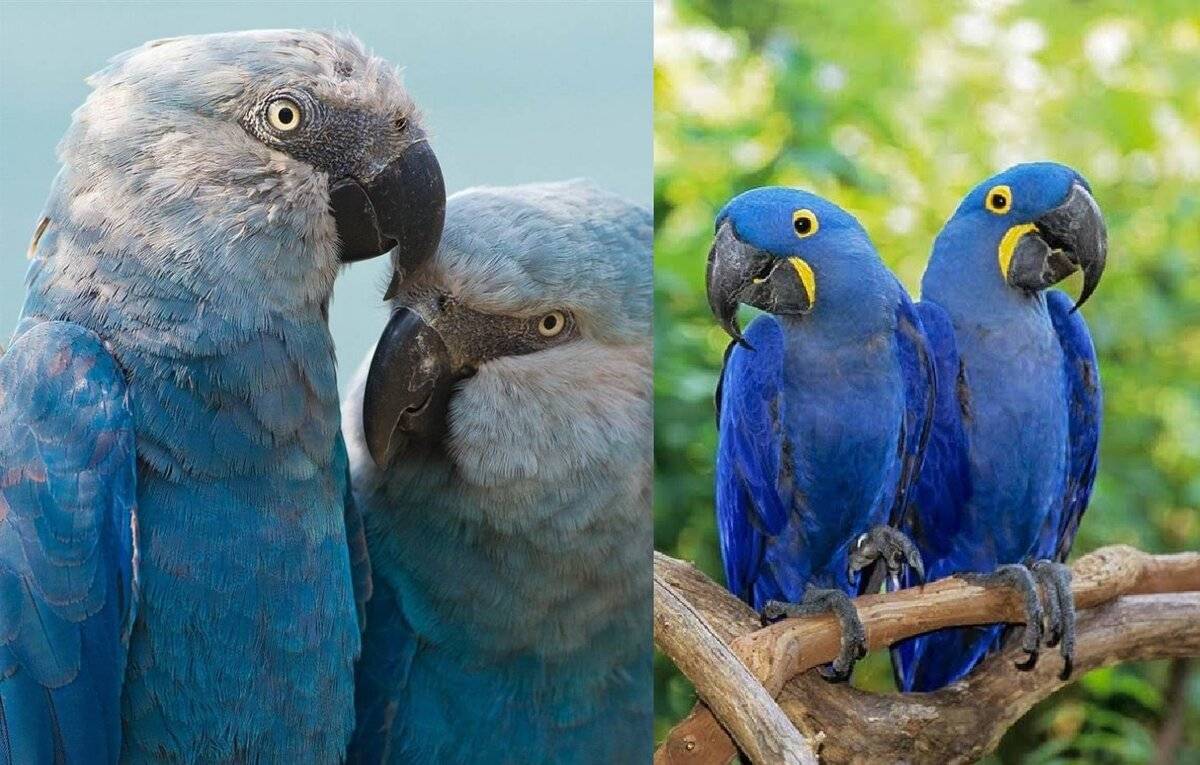 Голубой ара : фото, видео, содержание и размножение