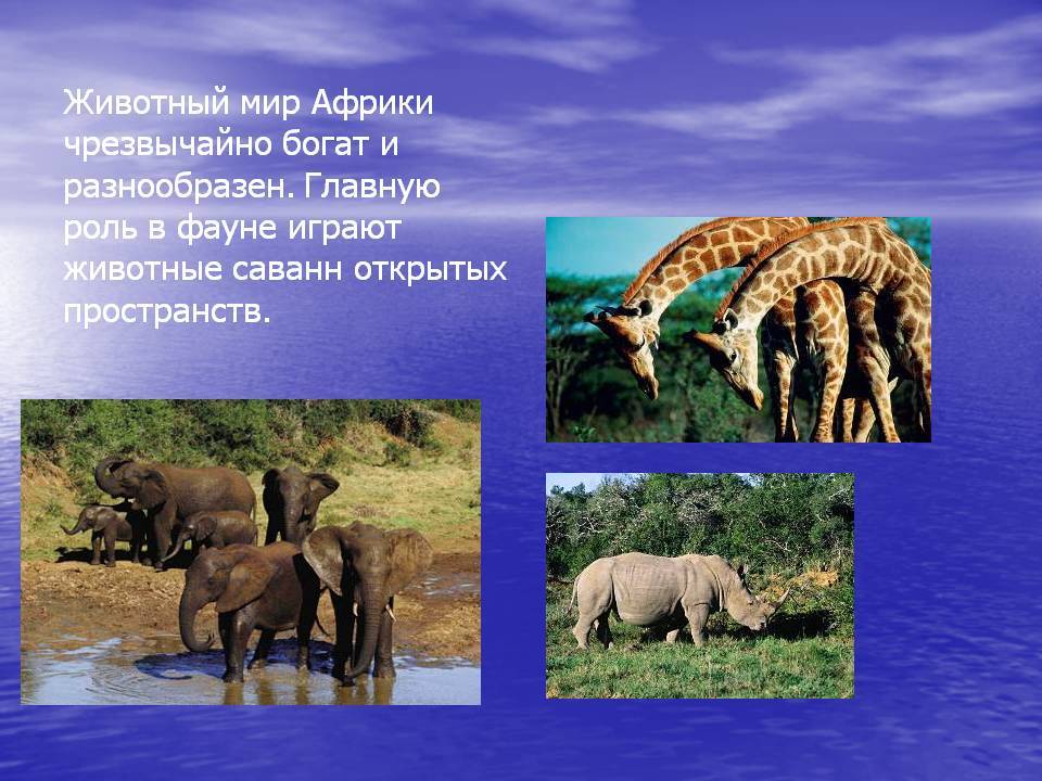 Какие животные обитают в африке - список, описание и фото — природа мира