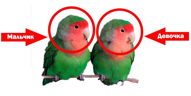 Как отличить самку от самца у попугаев-неразлучников?