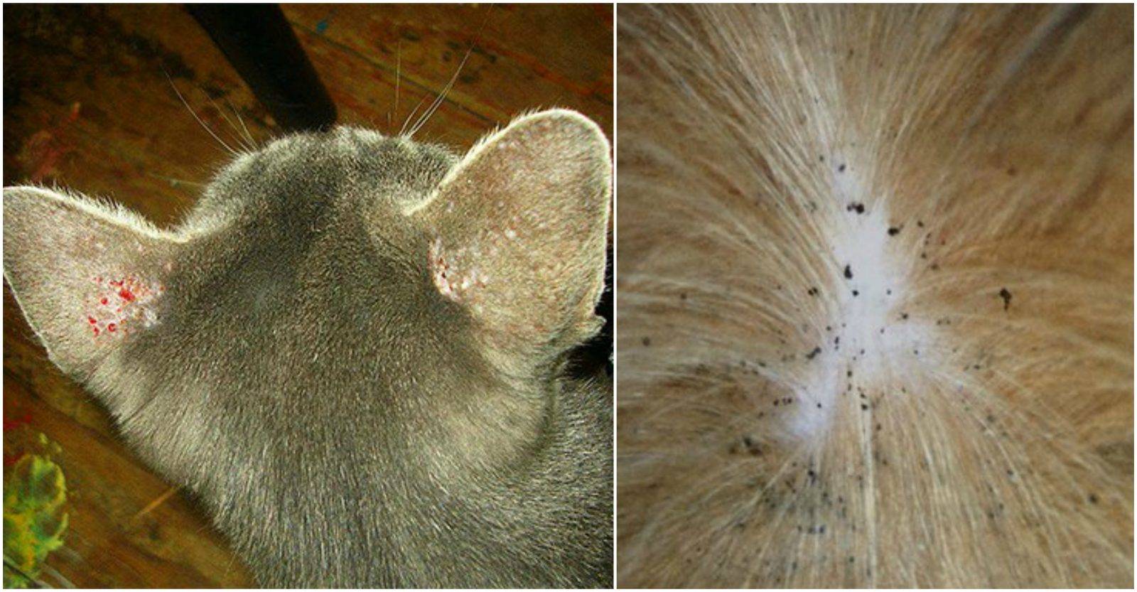 Как обработать котенка от блох и глистов?