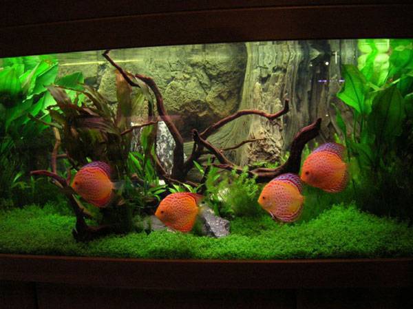 Оформление аквариума с дискусами и живыми растениями