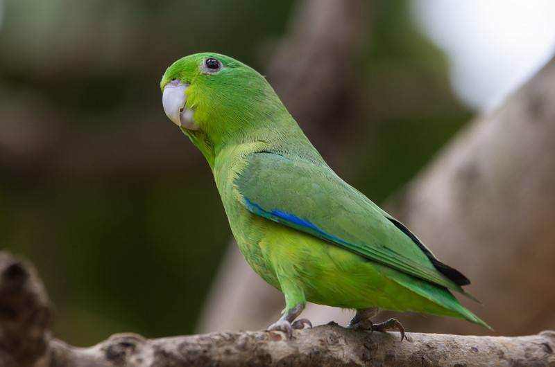 Маленькие попугаи: виды, описание, особенности содержания