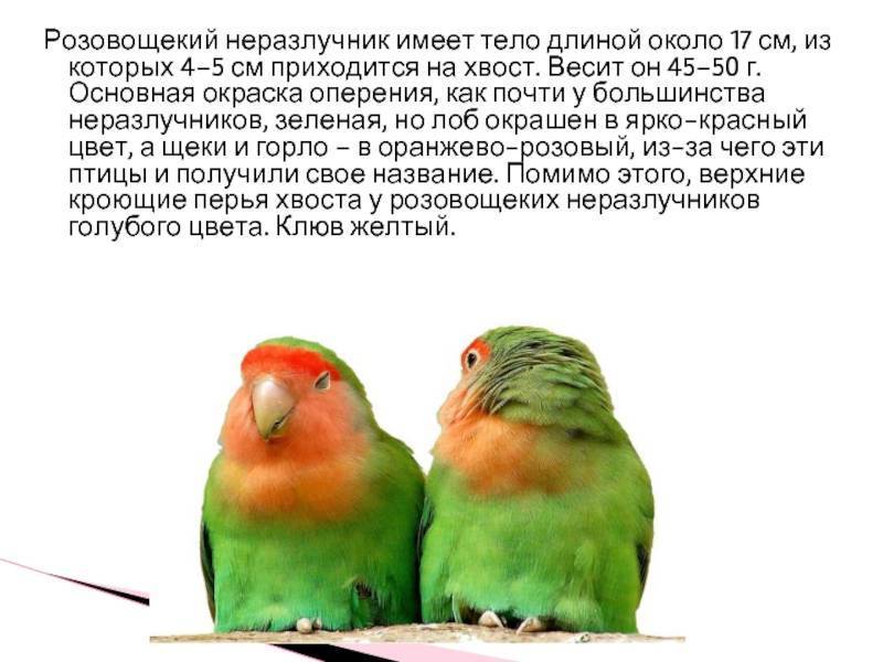 Разговаривают ли попугаи неразлучники и как научить их говорить?